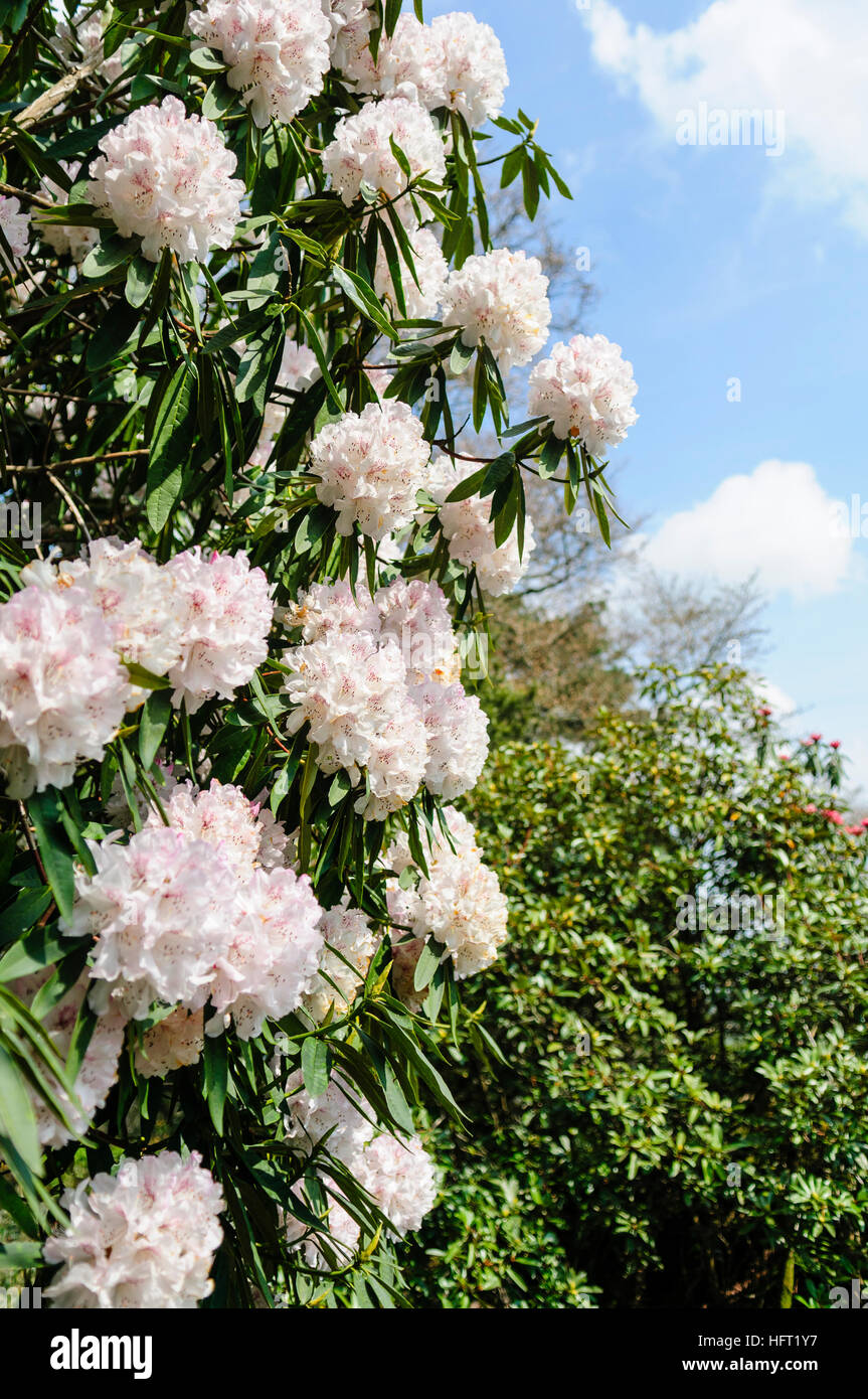 Rhododendron-Strauch mit weißen Blüten Stockfoto