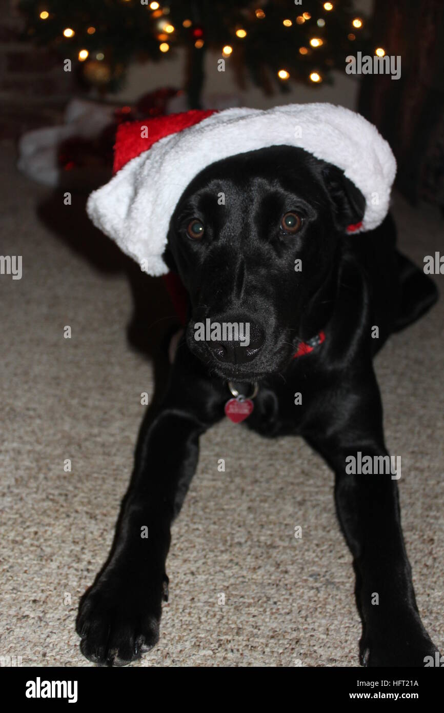 Santa Paws kommt in die Stadt / / schwarzer Labrador Retriever genießen ihr erstes Weihnachten Stockfoto