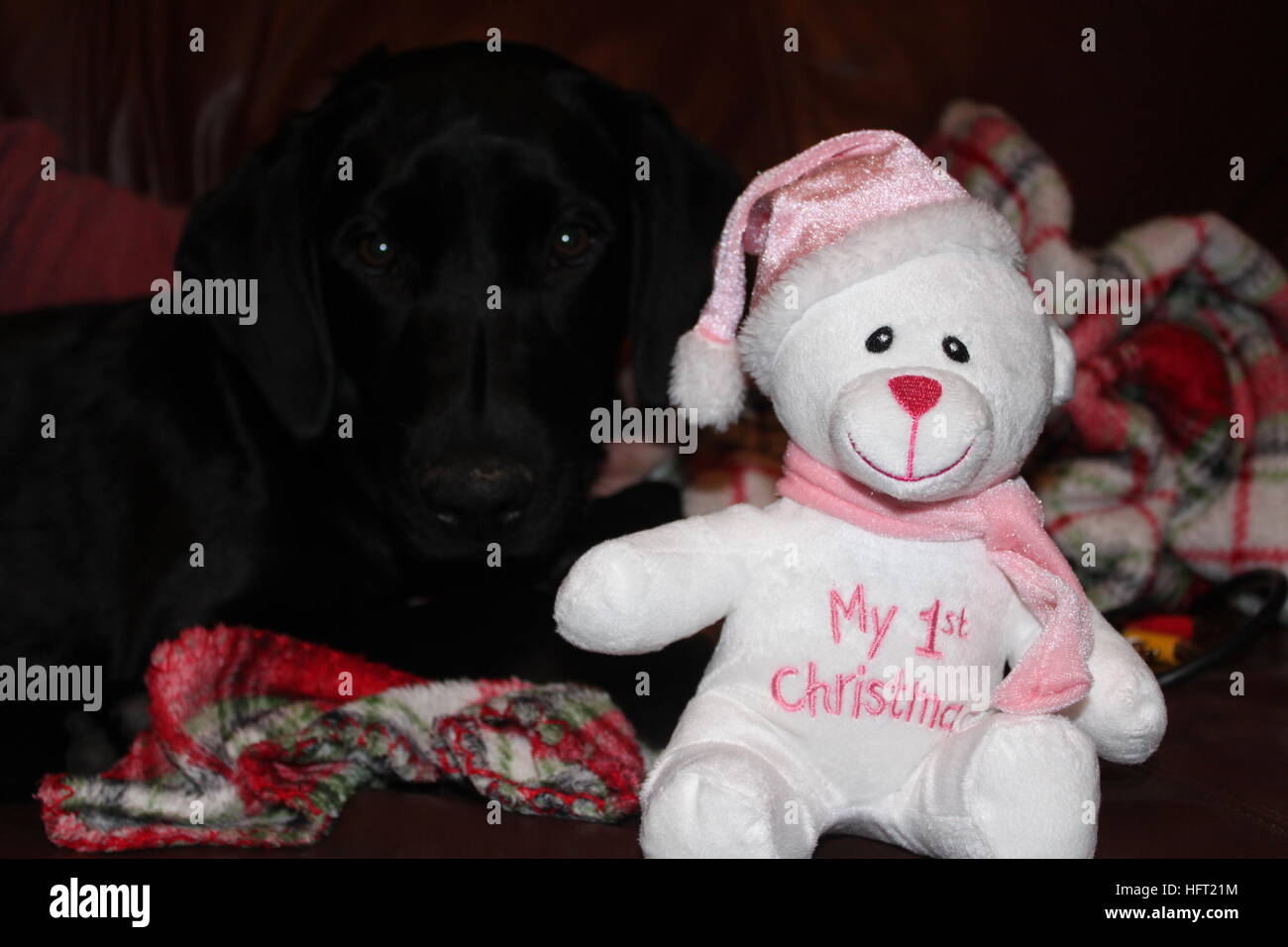 Santa Paws kommt in die Stadt / / schwarzer Labrador Retriever genießen ihr erstes Weihnachten Stockfoto