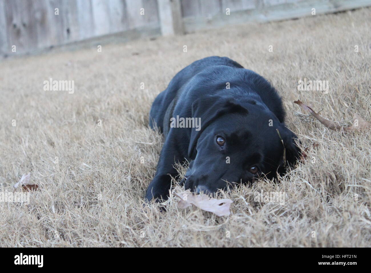 schöne schwarze Labrador Retriever Modellierung in der Wiese Stockfoto