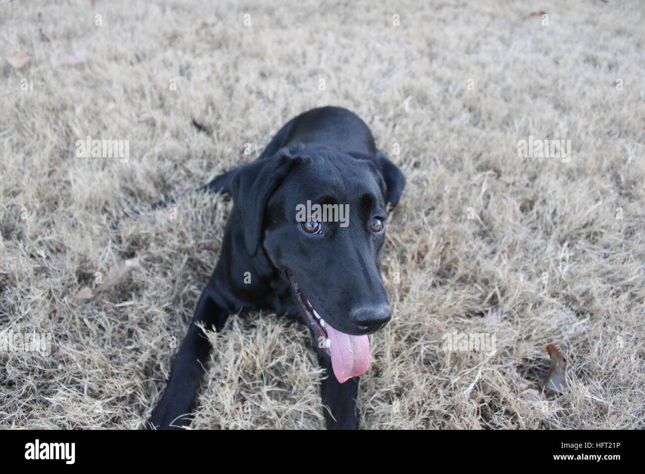 glücklich schwarzer Labrador Retriever außerhalb der Zeit zu genießen Stockfoto