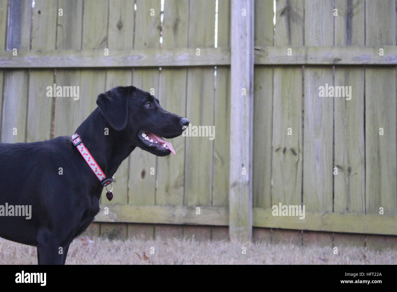 glücklich schwarzer Labrador Retriever außerhalb der Zeit zu genießen Stockfoto