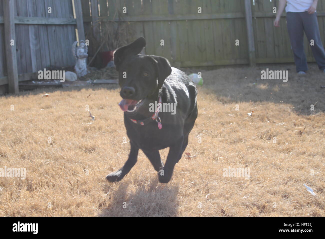 glücklich schwarzer Labrador Retriever läuft im Hof beim Nachmittag spielen Stockfoto