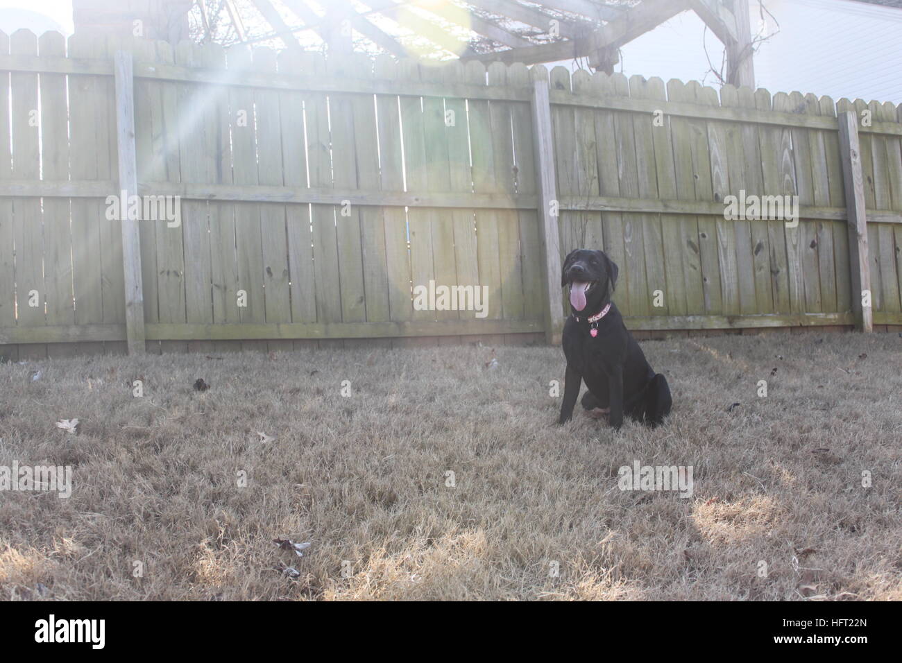 Verspielter Schwarzer Labrador Wintersonne genießen Stockfoto