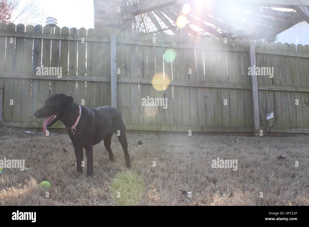 Verspielter Schwarzer Labrador Wintersonne genießen Stockfoto