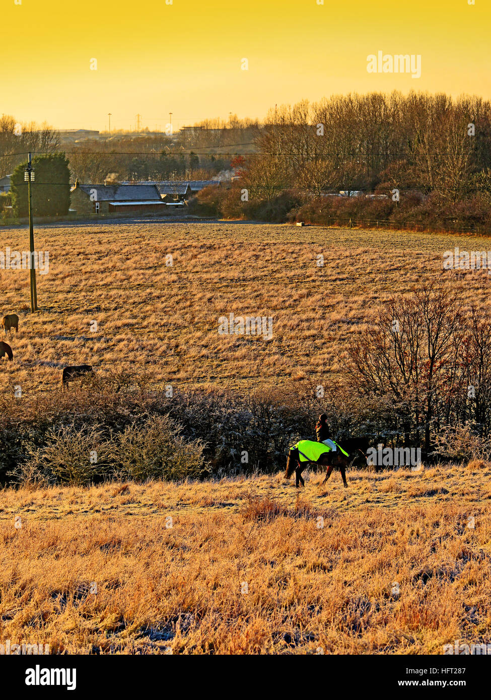 Anfang Winter Pferd Frühsport Stockfoto