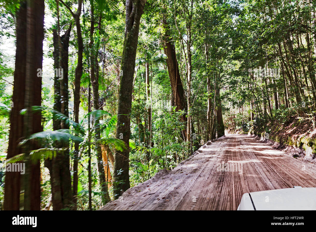 Australische Fraser Island Regenwald sandige Straße vom Fahrzeug mit Geschwindigkeit bewegen, wenn hohe Gum dicht um den Trail Bäumen. Stockfoto