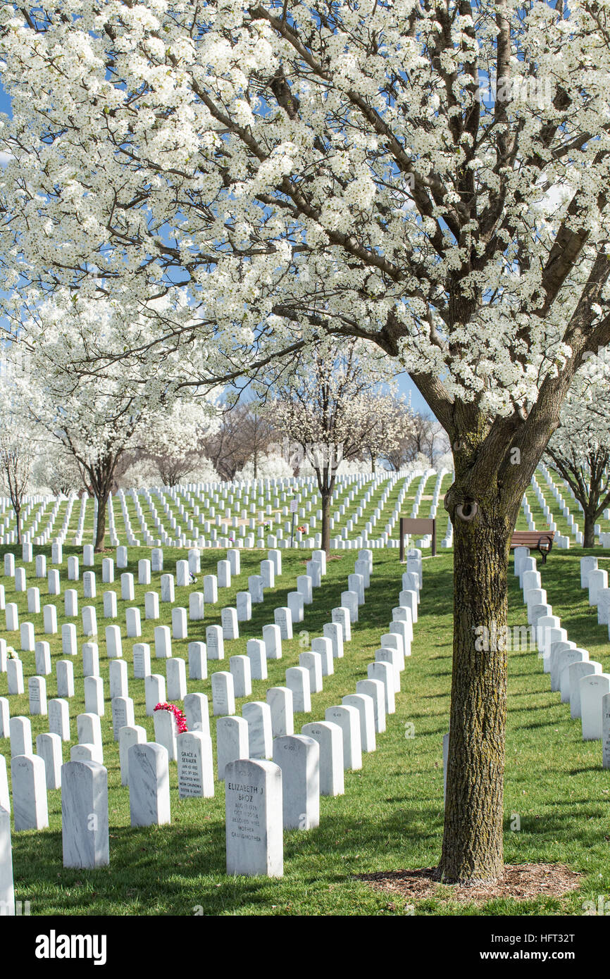 Frühling-Birne blüht Jefferson Barracks National Cemetery, St. Louis, Mo. Stockfoto