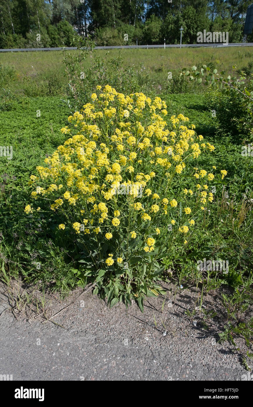 Barbarea Vulgaris, Schaumkraut Blumen, Finnland Stockfoto