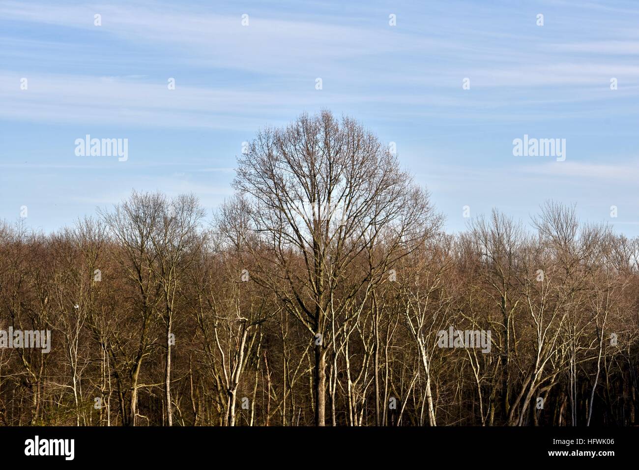 Eine schöne Landschaft Blick auf die kargen Winterbäume Stockfoto