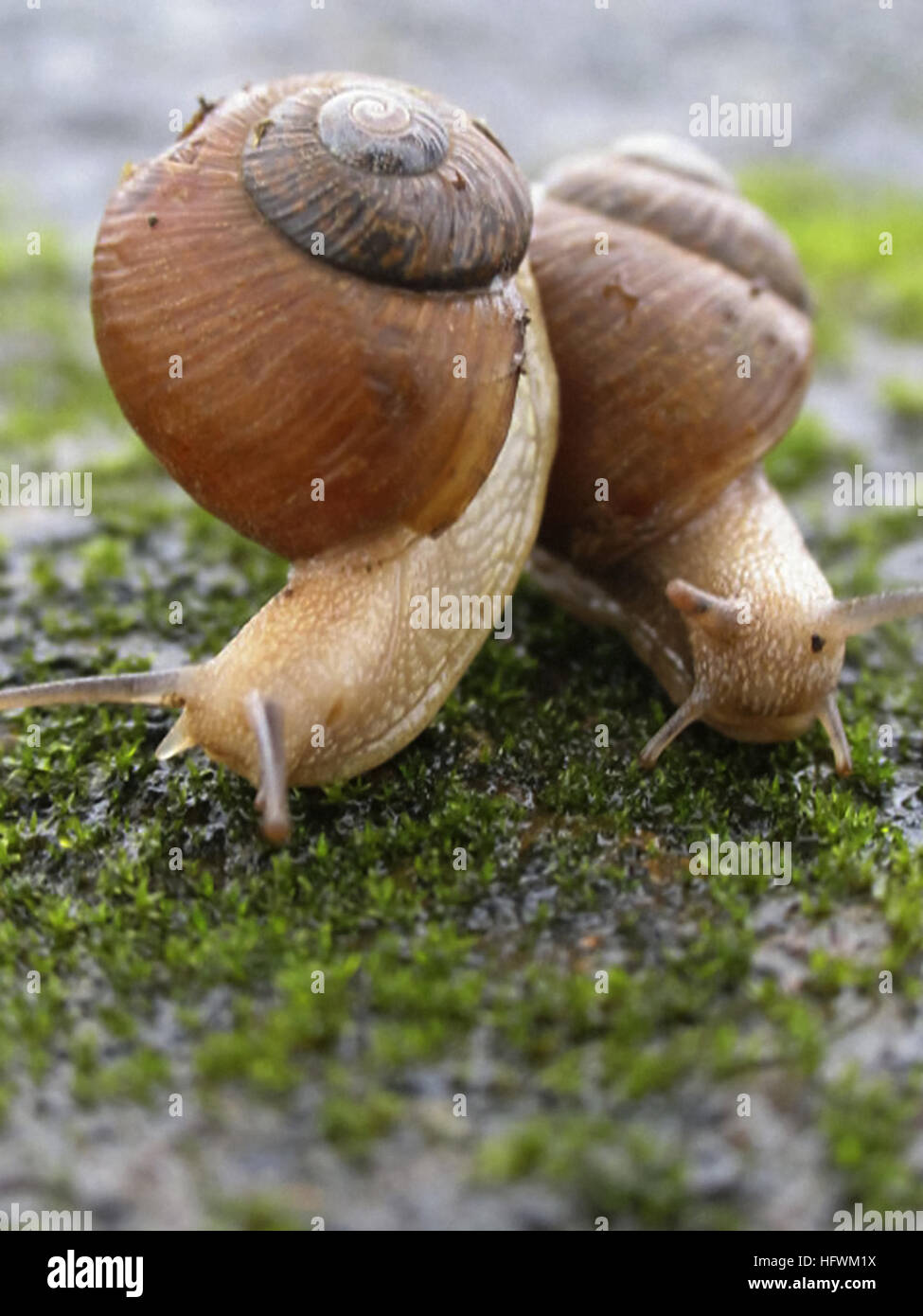 Zwei Garten Schnecken, Helix aspersa Stockfoto