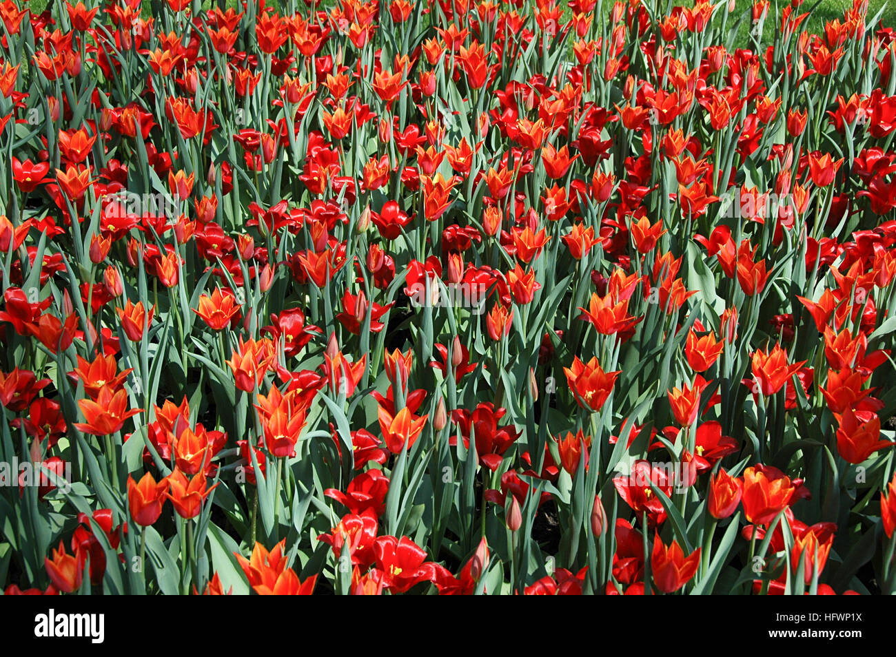 Tulipa Kaufmanniana Showwinner Stockfotos und bilder Kaufen Alamy