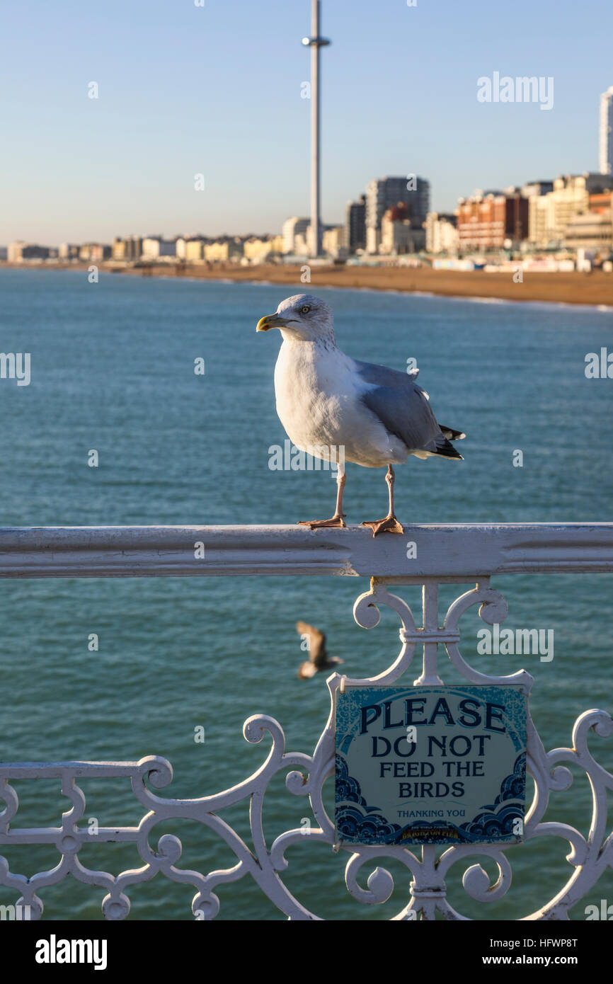 Europäische Silbermöwe (Larus Argen) stehend über ein Zeichen Lesung "Bitte nicht füttern die Vögel '' am Pier von Brighton, Brighton, UK Stockfoto