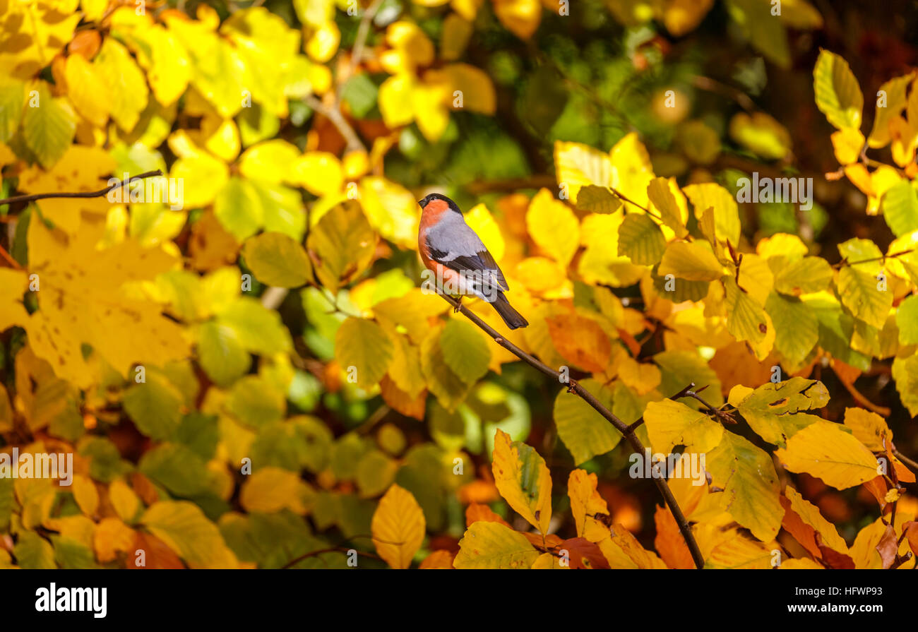 Kleine buche im herbst Fotos und Bildmaterial in hoher Auflösung Alamy