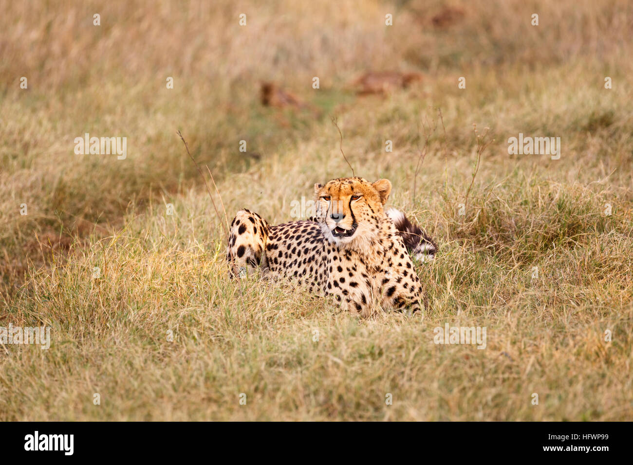 Gepard (Acinonyx Jubatus), Sandibe Camp, angrenzend an das Moremi Game Reserve, Okavango Delta, Botswana, Südafrika Stockfoto