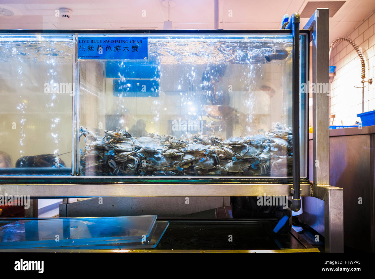 Leben Sie mediterranen blau schwimmen Krebse (möglicherweise Portunus Pelagicus) in einem Aquarium in einem chinesischen Restaurant in Chinatown, Westminster, London West End Stockfoto