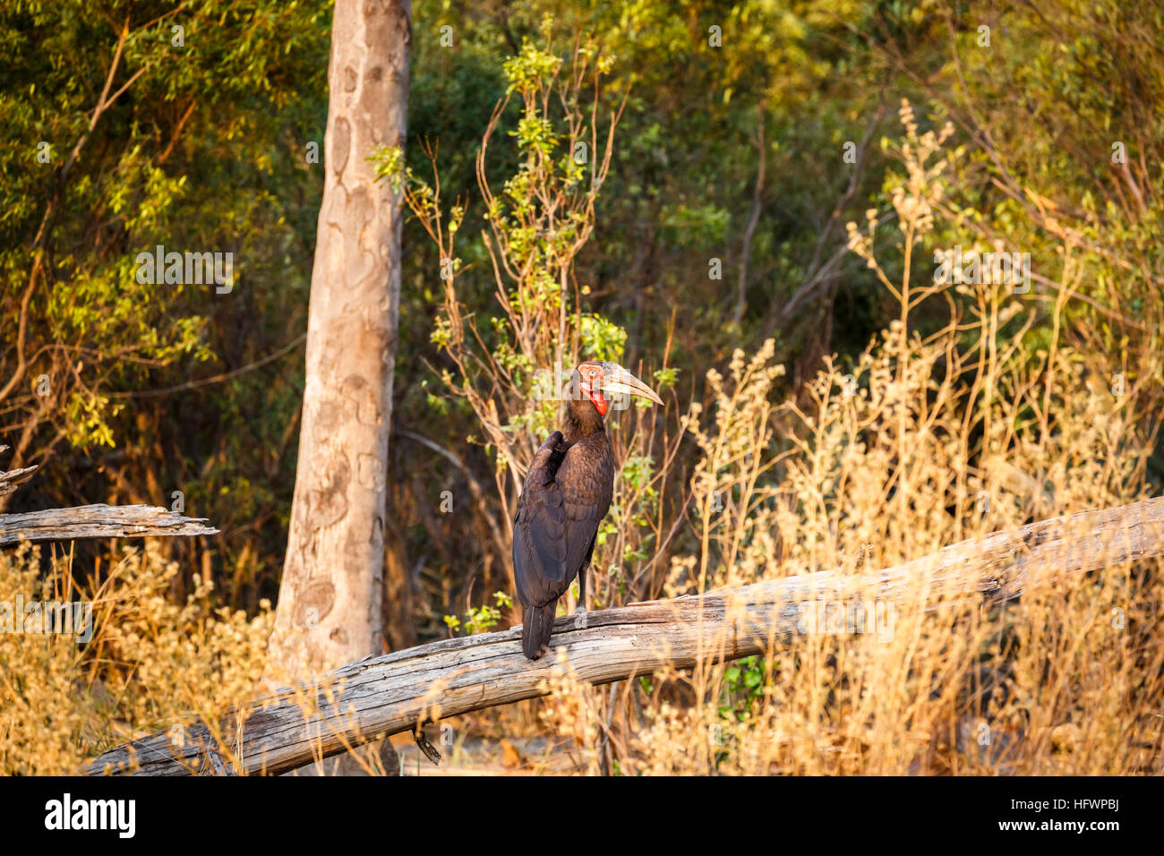 Südliche Hornrabe (Bucorvus leadbeateri), Sandibe Camp, Moremi Wildreservat, Kalahari, Okavango Delta, Botswana, Südafrika Stockfoto