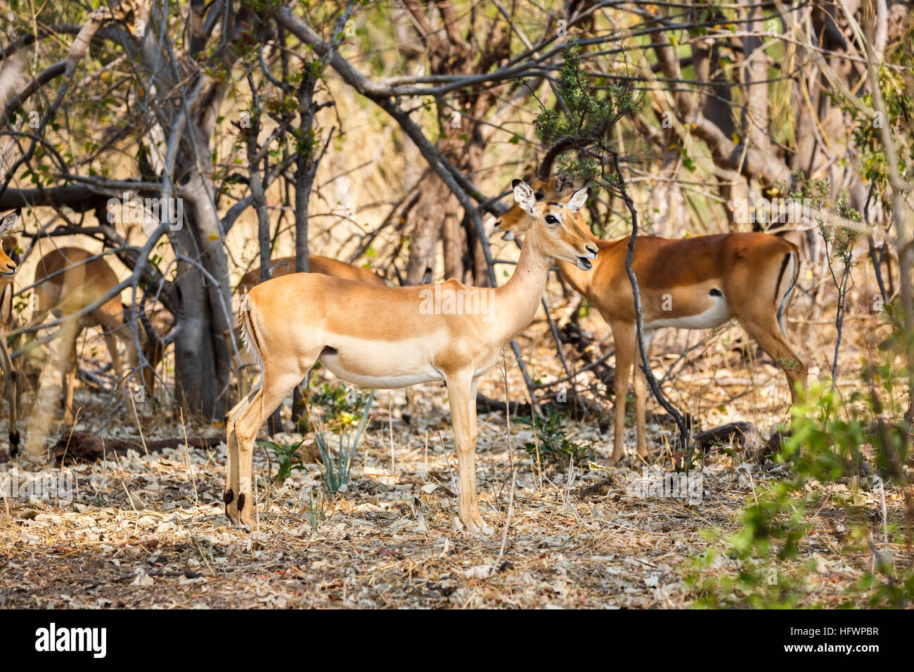 Gemeinsame Impala (Aepyceros melampus), Sandibe Camp, angrenzend an das Moremi Game Reserve, Kalahari, Okavango Delta, Botswana, Südafrika Stockfoto