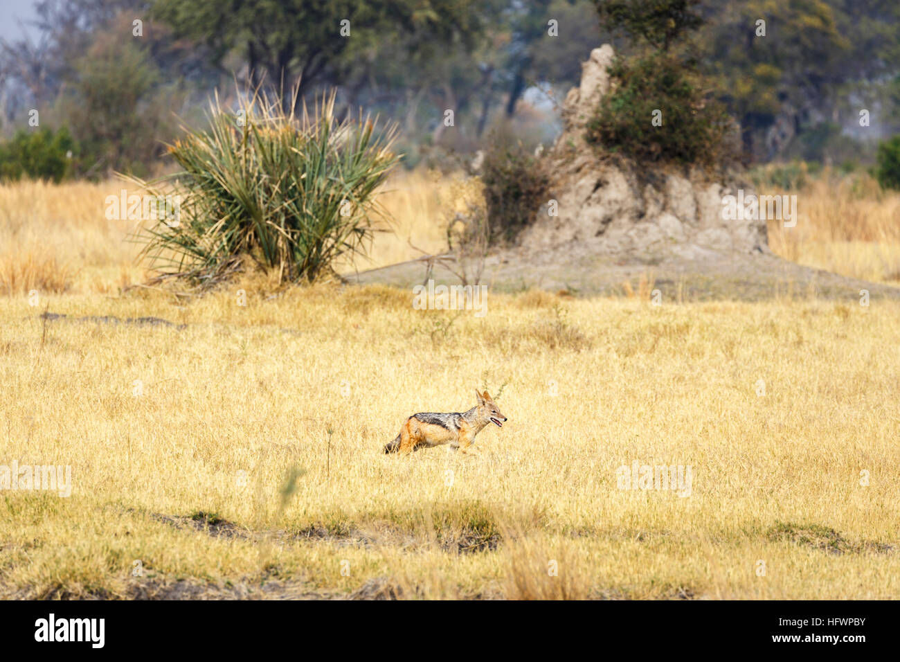 Black-backed Jackal (Canis Mesomelas) vor einer Termite Hügel, Sandibe Camp Moremi Game Reserve, Okavango Delta, Botswana, Südafrika Stockfoto