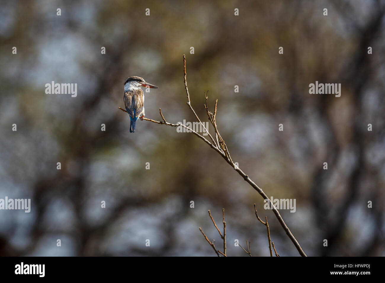 Gestreifte Kingfisher (Halcyon chelicuti) auf einem Zweig, Konzession, Nxabega Okavango Delta, Kalahari, nördlichen Botswana, Südafrika gehockt Stockfoto