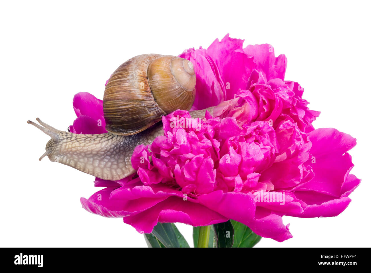 Die große Traube Schnecke kriecht auf eine Pfingstrose. Rosa Juni-Blume nass vom Regen. Isolierte Studio gedreht Stockfoto