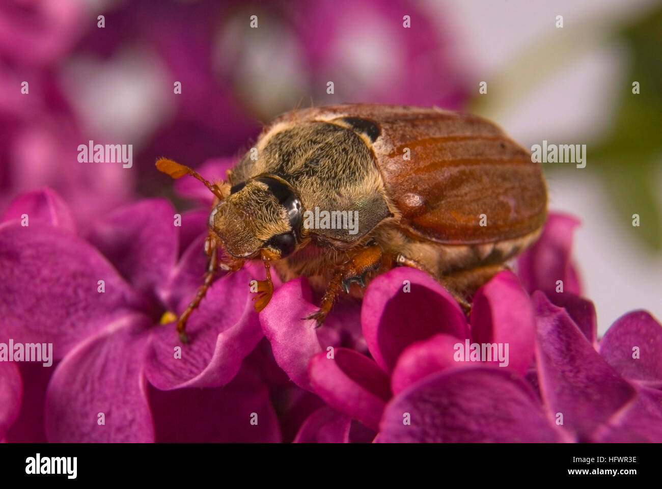 Mai-Bug auf Violett Lila klettern. Blumen Hintergrund Stockfoto