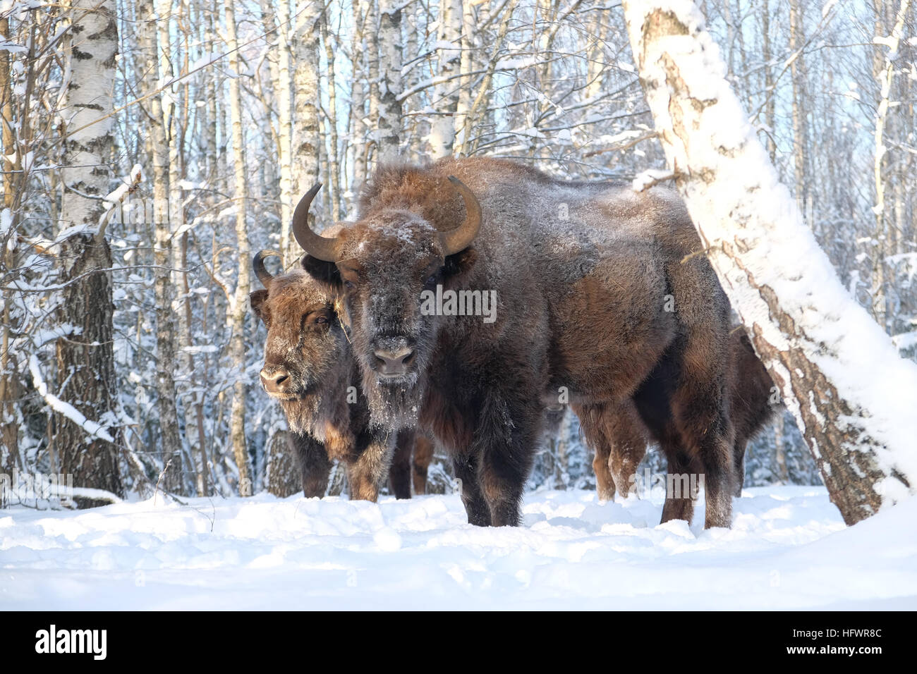 Zwei europäische Bisons (Wisent, Bison Bonasus) im Winterwald. Nationalpark Ugra, Region Kaluga, Russland. Dezember 2016 Stockfoto