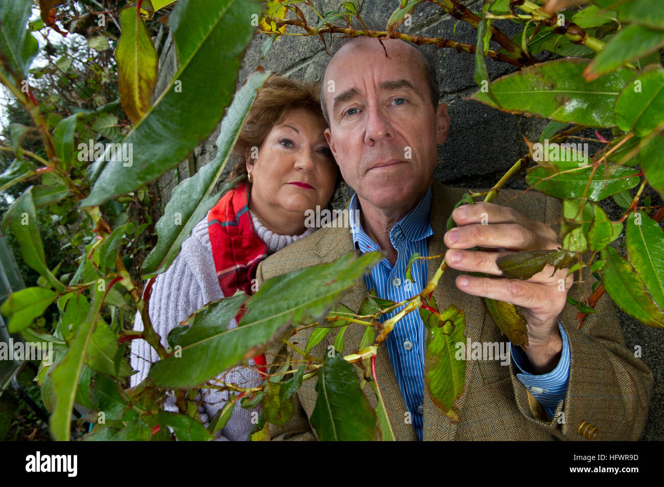 Paul & Teresa Jäger mit der himalayan Knöterich ihren Garten Eindringen in Cornwall, UK. Stockfoto
