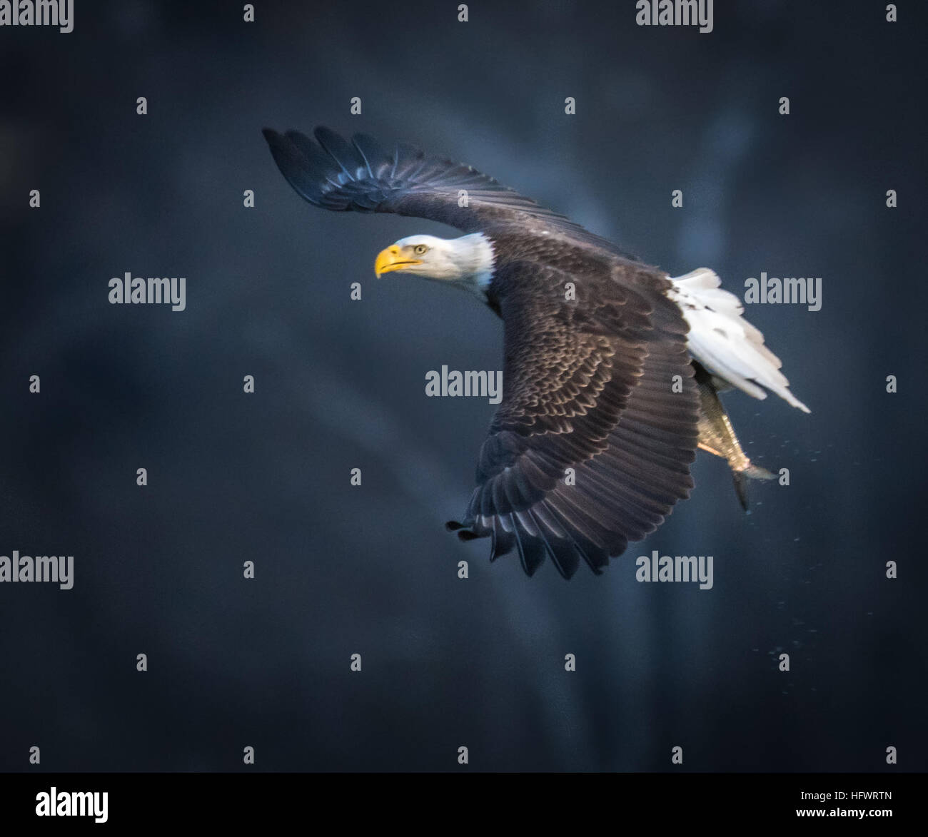 Tierfotografie Stockfoto