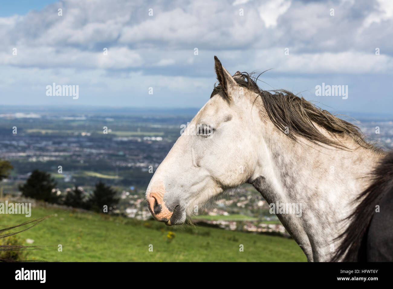 Grauschimmel an Montpelier Hill, Tallaght Dublin, Irland Stockfoto