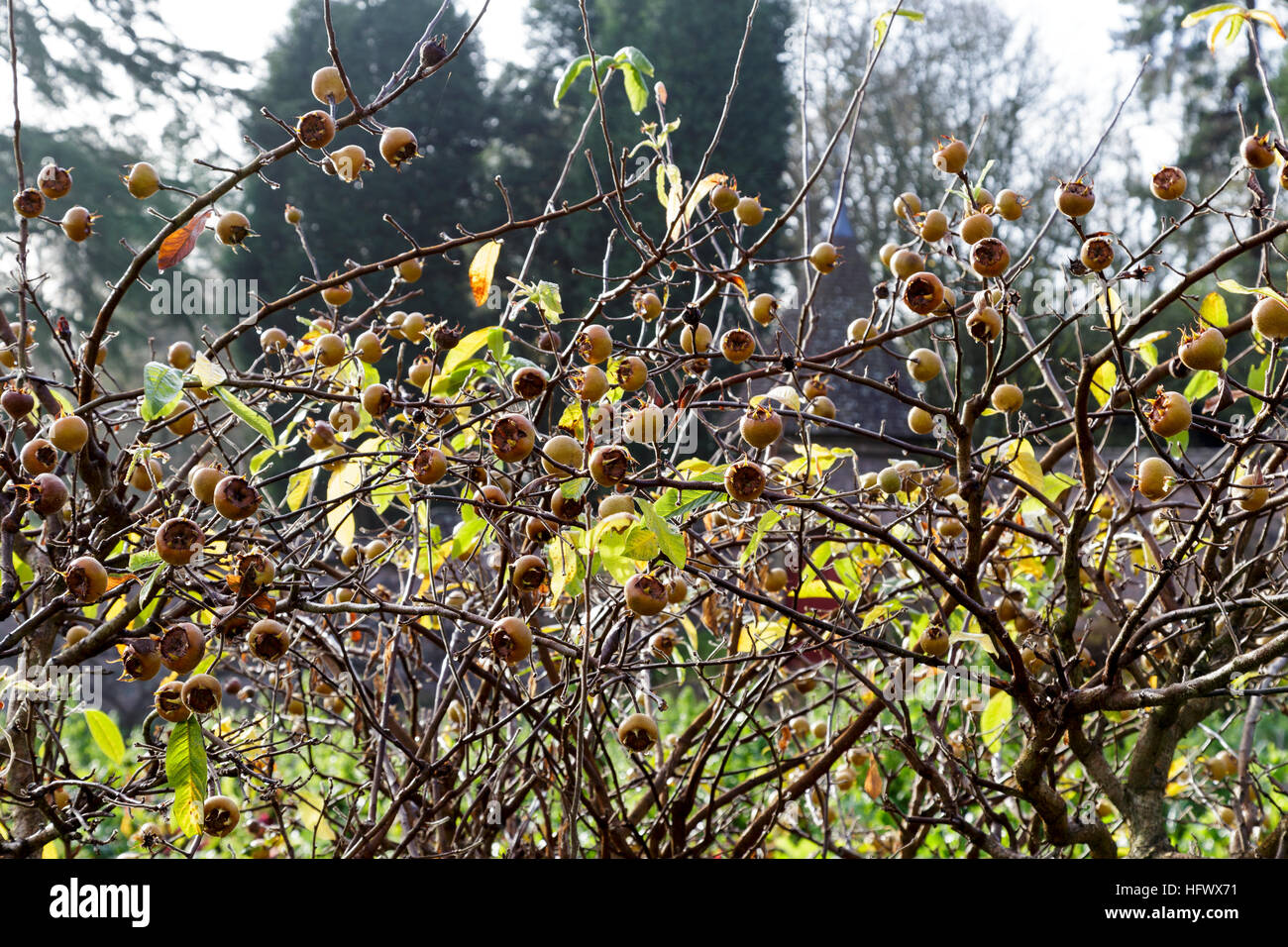 Canescens Germanica, bekannt als der Mispelbaum Stockfoto