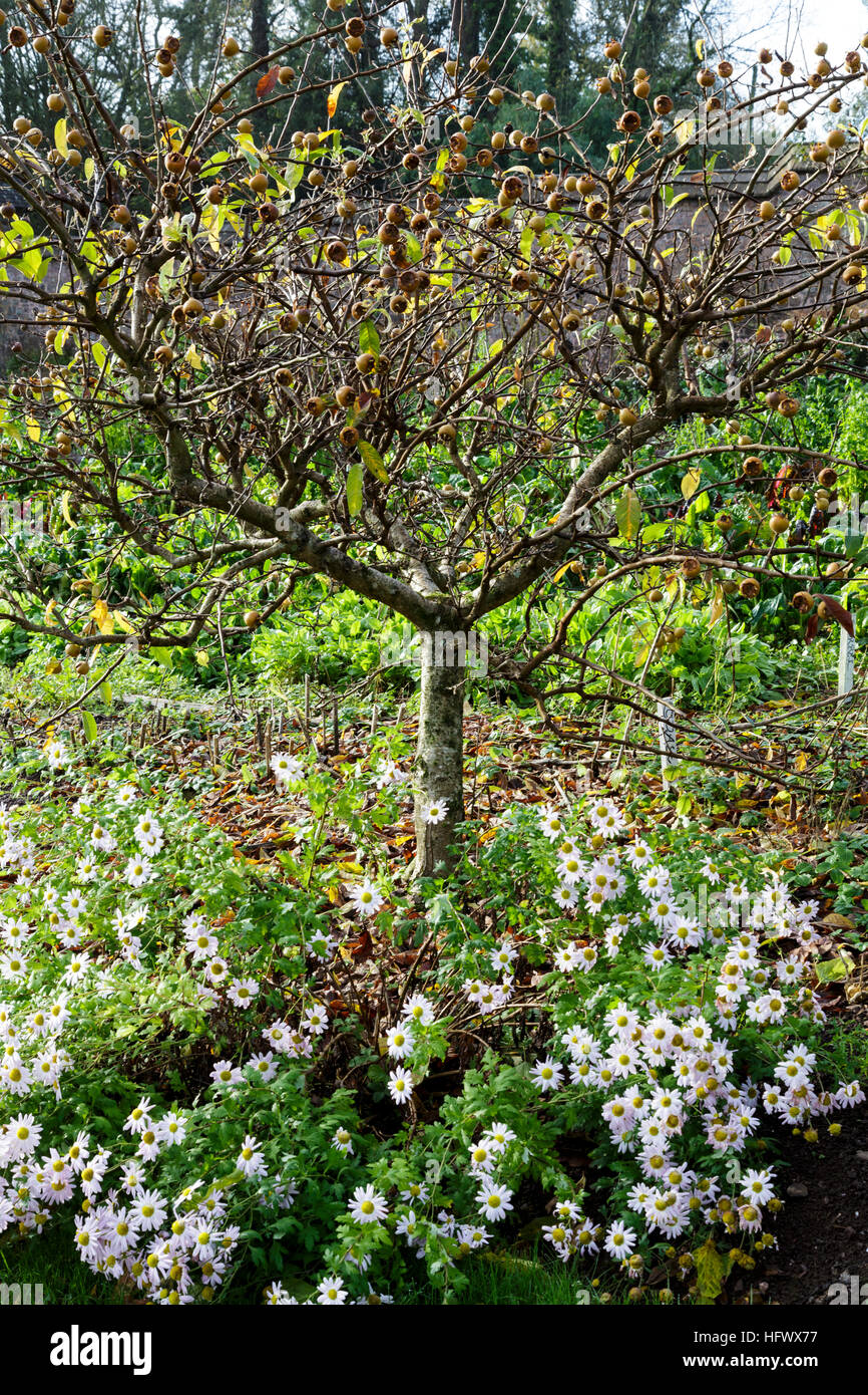 Herbstliche Astern unter canescens Germanica, bekannt als der Mispelbaum Stockfoto