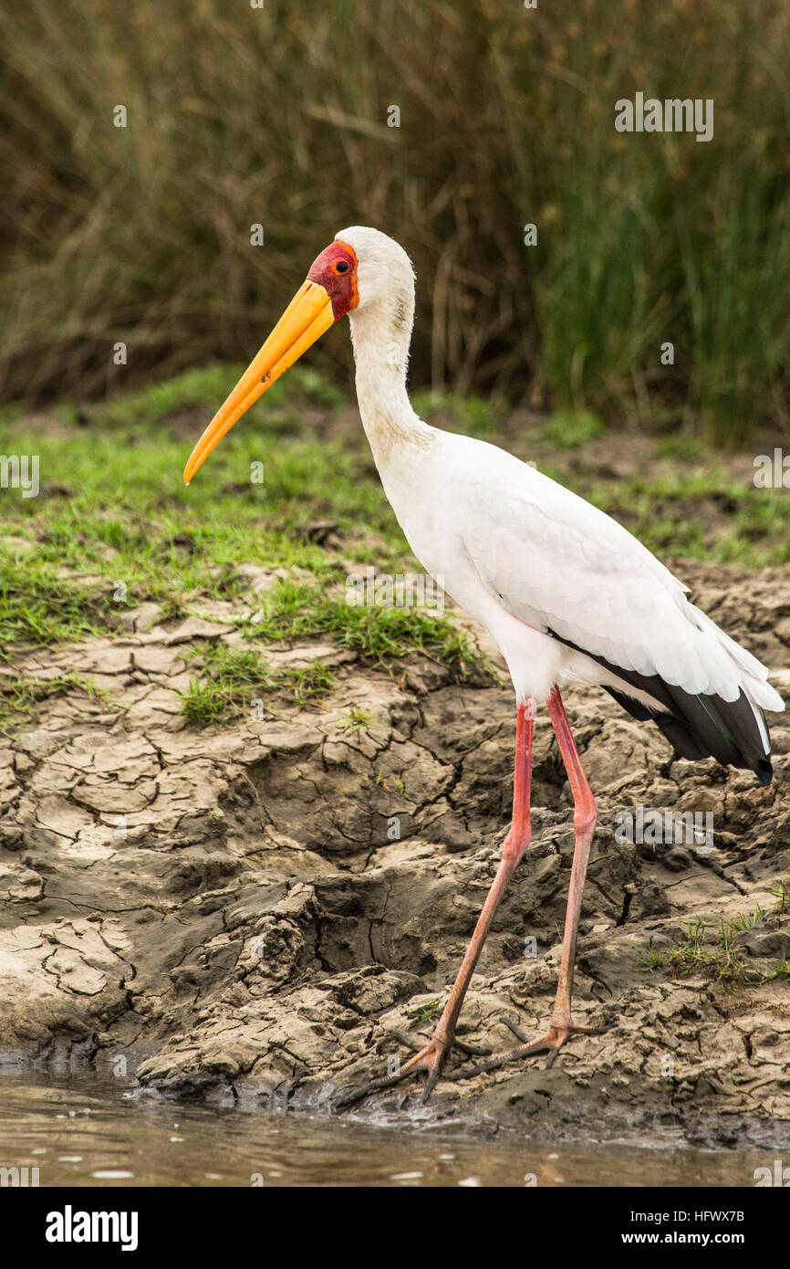 Gelb in Rechnung Storch in Saadani Nationalpark, Tansania Stockfoto