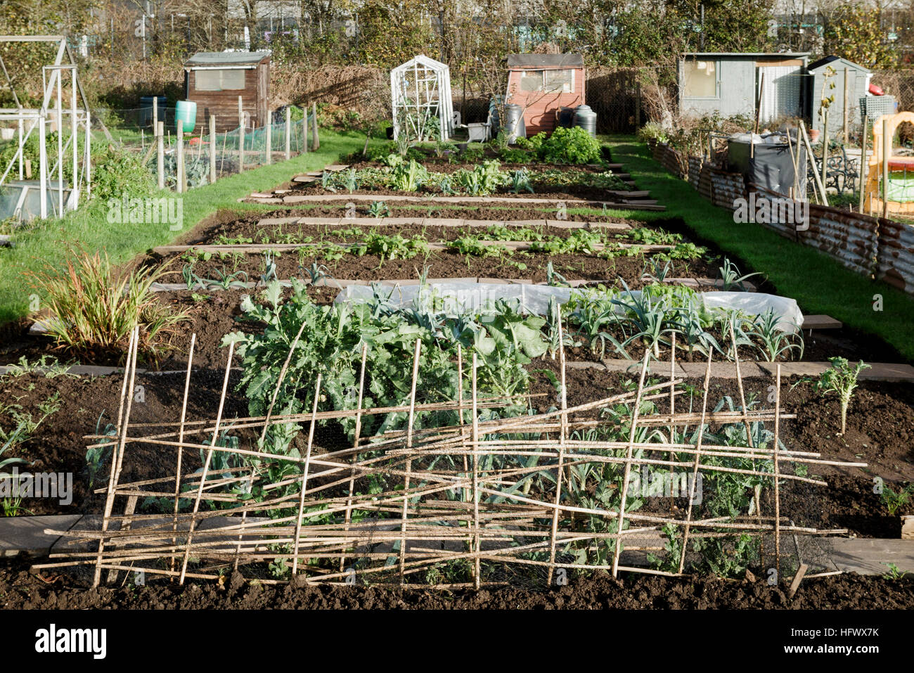 Winterliche Zuteilung Plot, Bristol, UK Stockfoto