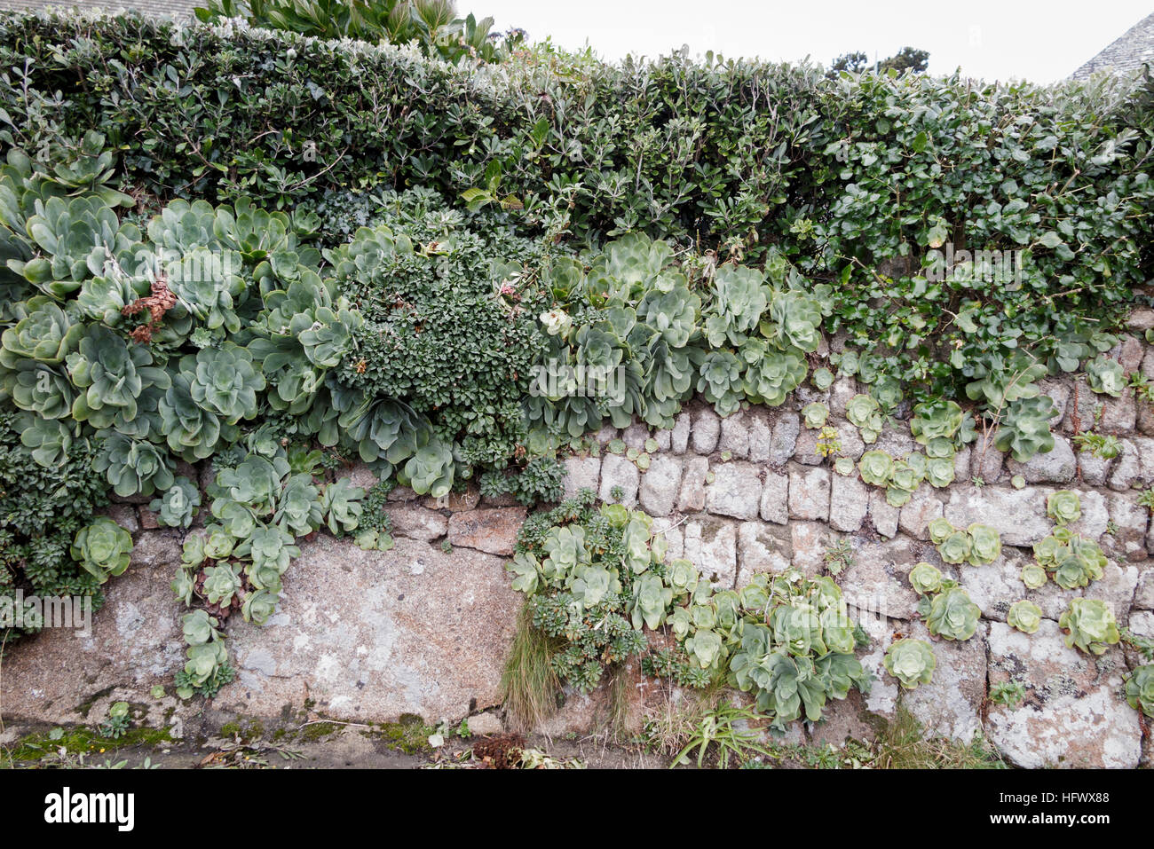 Aeonium Pflanzen wachsen in Stein Wand in das gemäßigte Klima von St. Marys, Scilly-Inseln Stockfoto