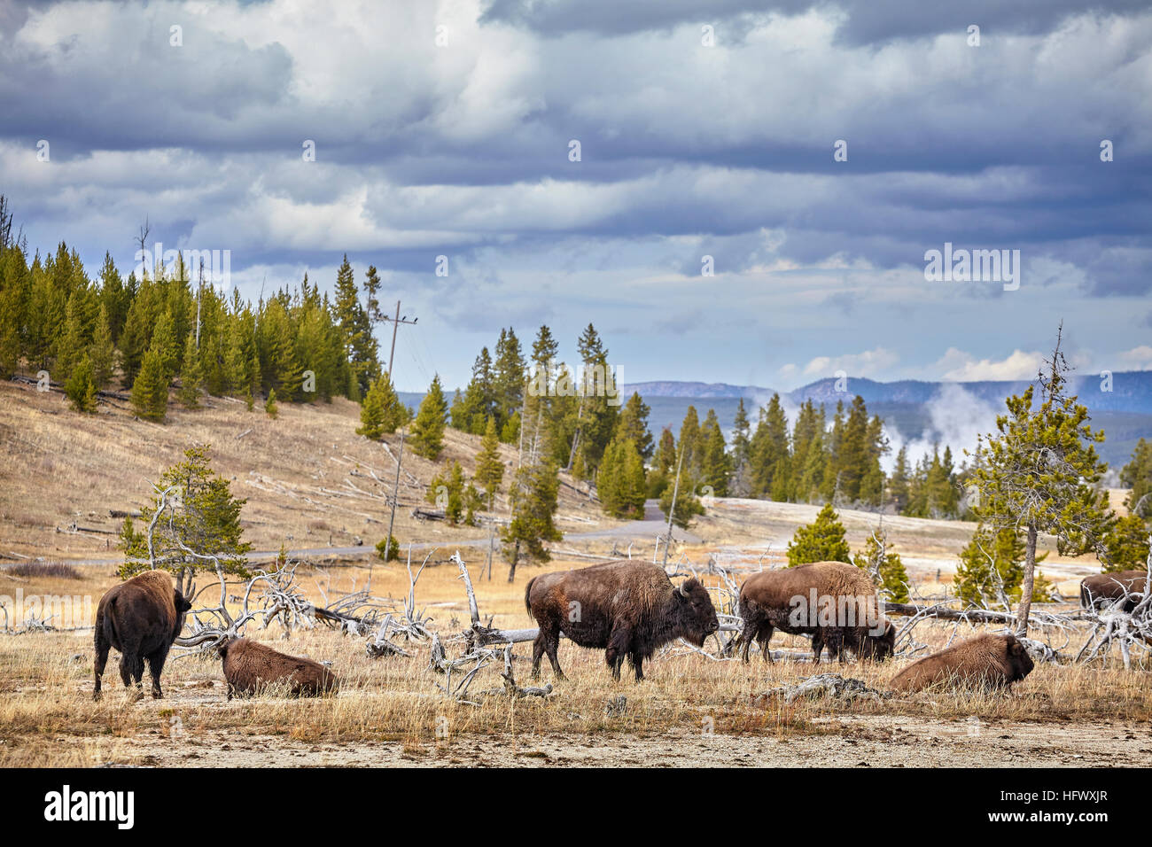 Herde von Bisons (Bison Bison) Weiden im Yellowstone-Nationalpark, Wyoming, USA. Stockfoto