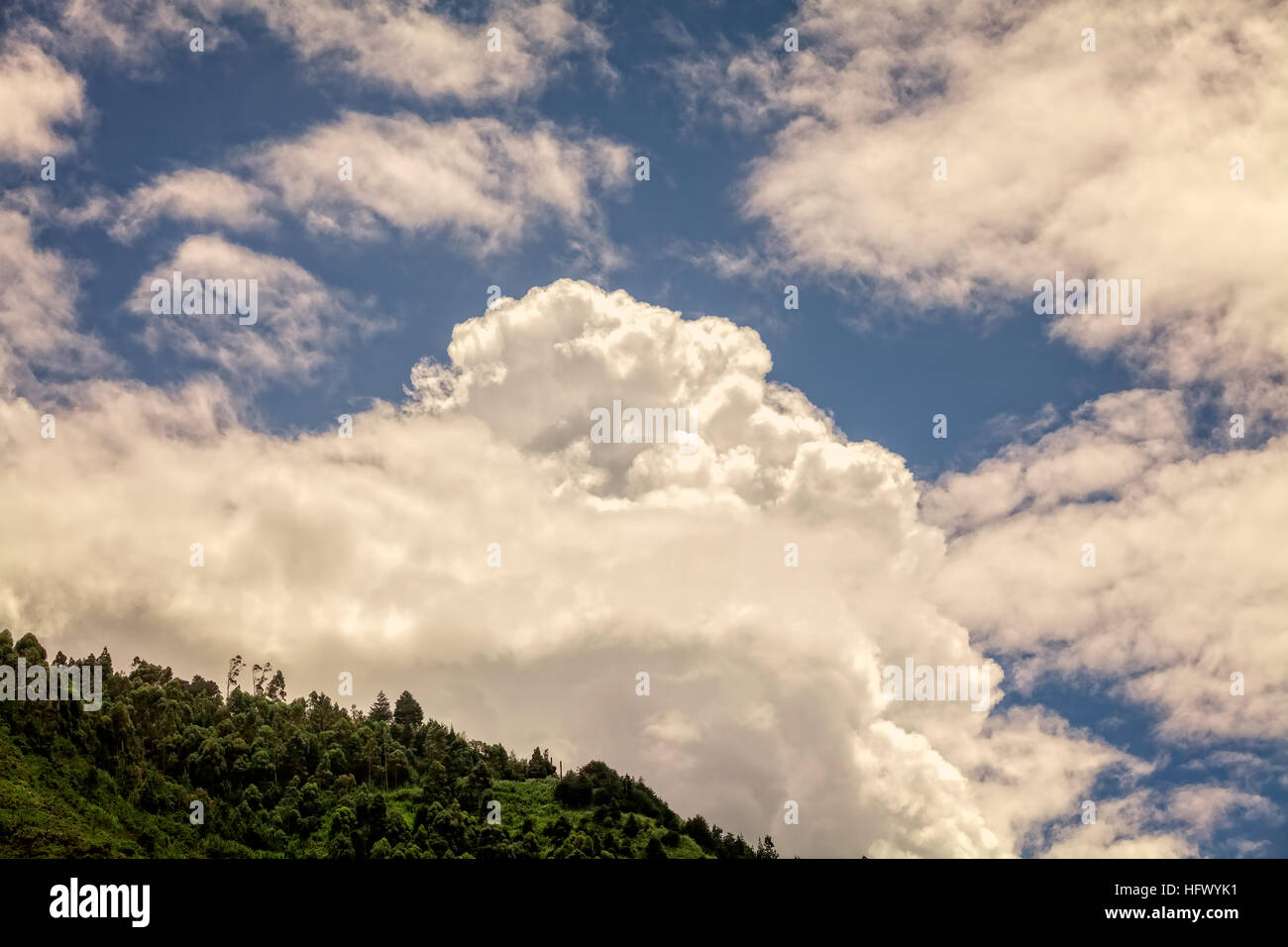 Anden Grünwald unter blauem Himmel mit Wolken, Südamerika Stockfoto