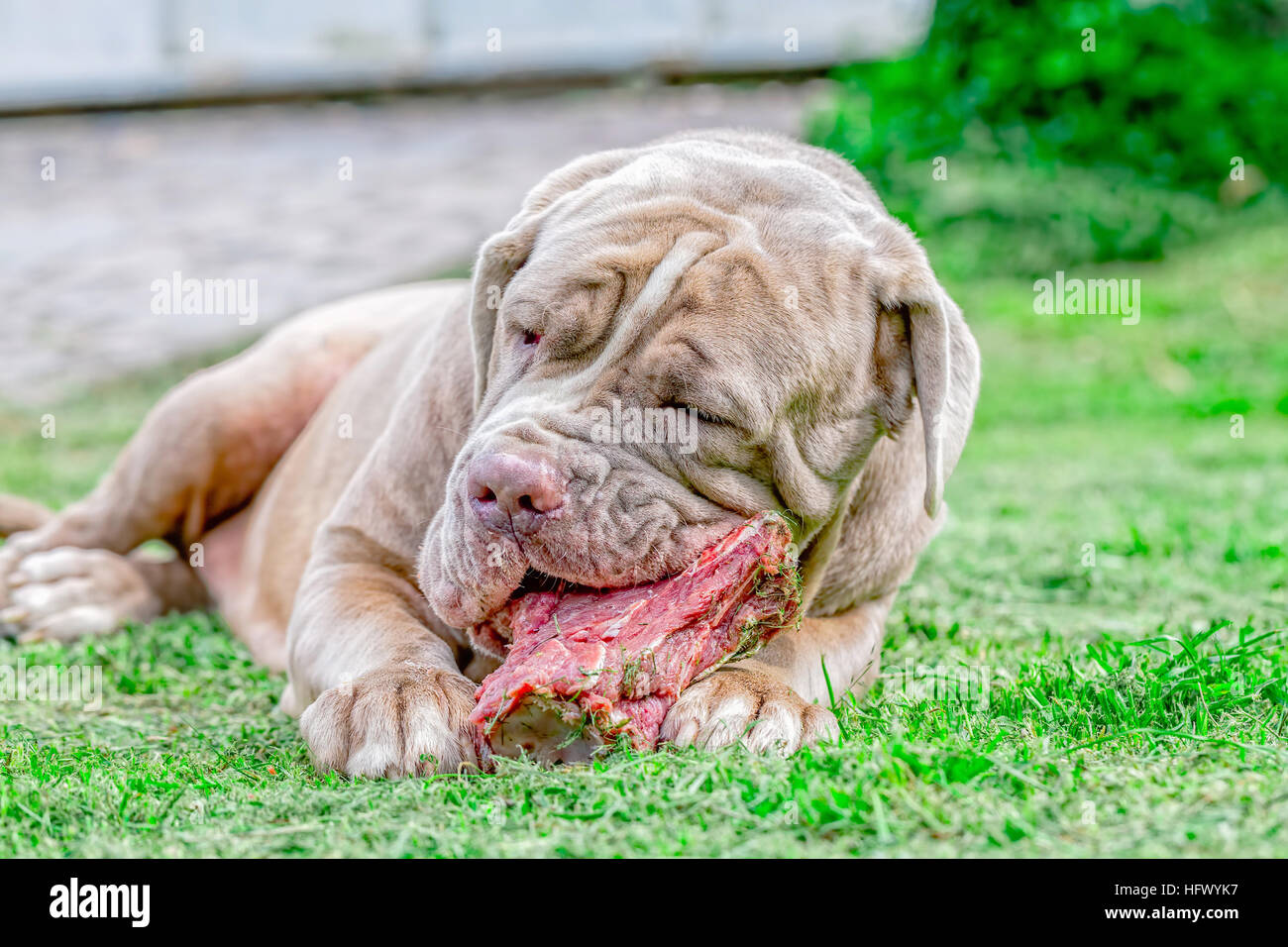 Mastino Napoletano Hund auf einer Wiese liegend grau und Essen einen rohe Knochen Stockfoto