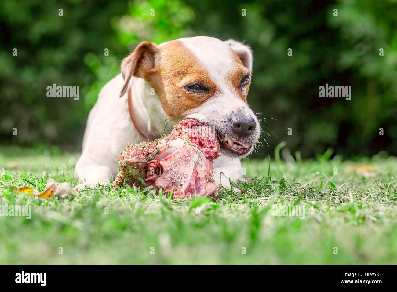 Jack-Russell-Terrier Hund auf einer Wiese liegen und Essen einen rohe Knochen Stockfoto