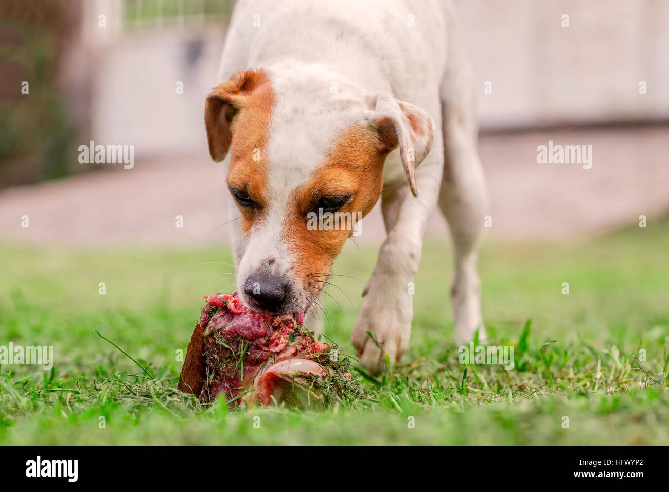 Junge Parson-Russell-Terrier Hund auf einer Wiese liegen und Essen einen rohe Knochen Stockfoto