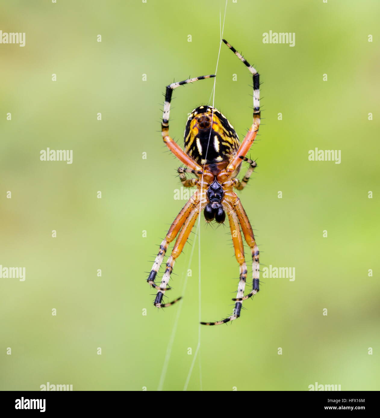 Golden Silk Orb-Weaver Spider. Stockfoto