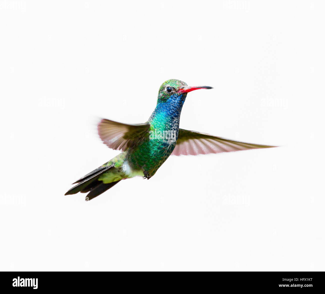 Breite abgerechneten Kolibri. Stockfoto