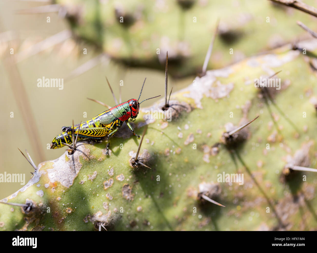 Lackierte Grasshopper oder Pferd Lümmel Heuschrecken, findet man in das Grasland von Zentral-Mexiko. Stockfoto