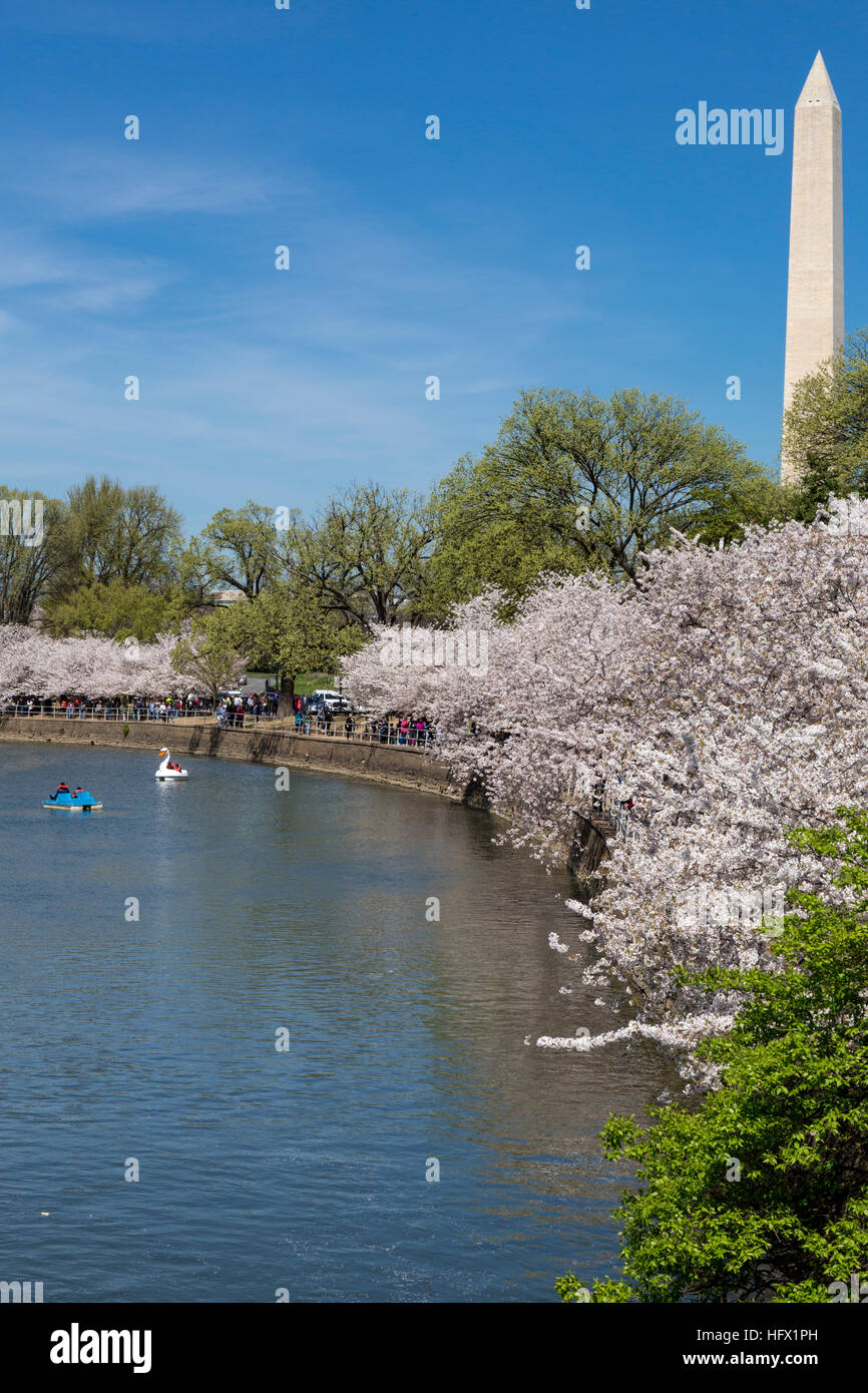 Washington Monument, Kirschblüten und Paddel Bootfahren auf der Tidal Basin, Washington, D.C. Stockfoto