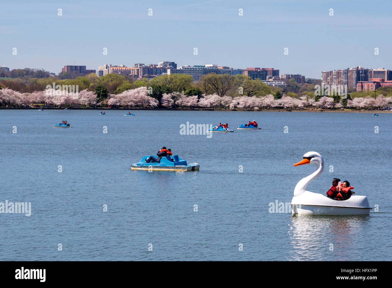 Paddel, Bootfahren auf der Gezeitenbecken, Kirschblüte, Washington, D.C. Stockfoto