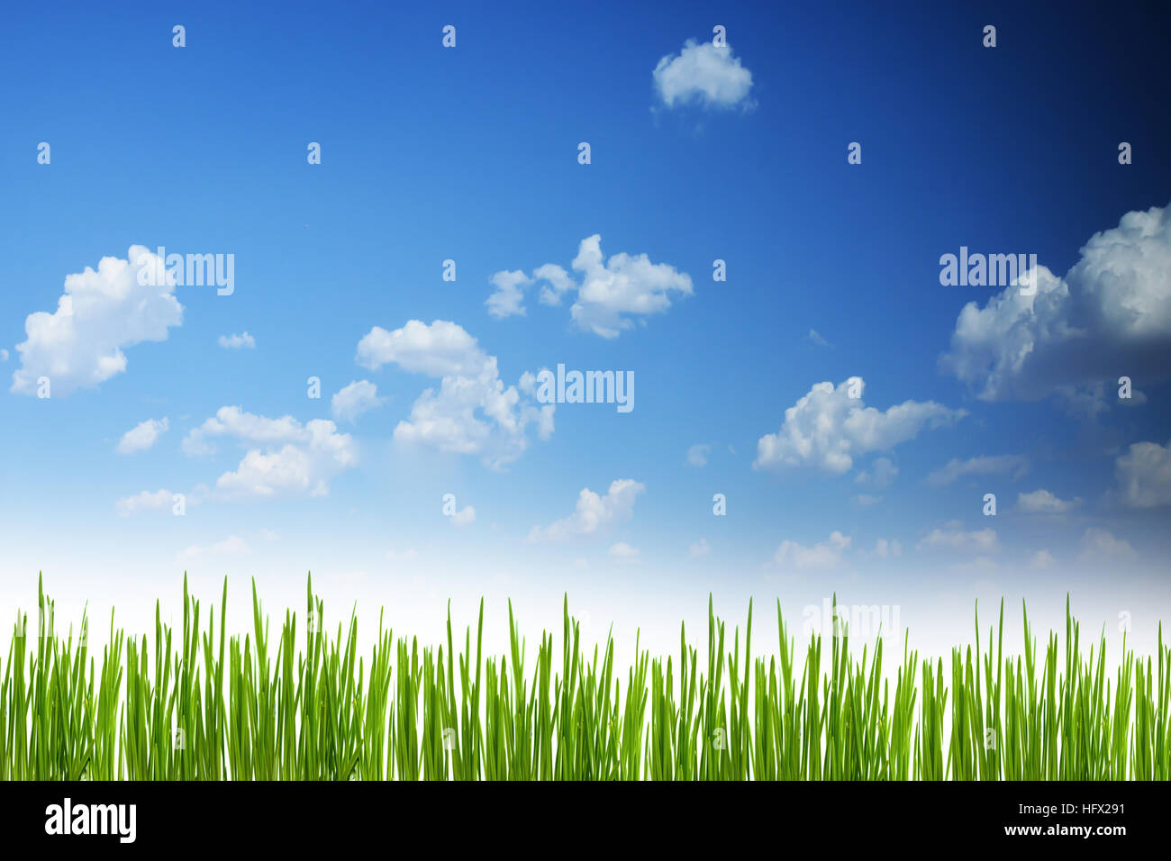 Frische Frühlingsluft Grasgrün Hintergrund mit blauer Himmel Stockfoto