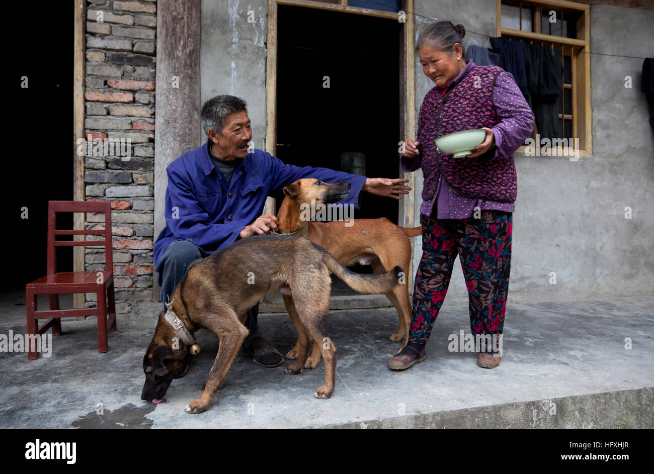 Ein altes Ehepaar, füttern ihre Jagd-Hunde in den Hof von ihrem Bauernhaus in einem kleinen Bauerndorf in Gansu in China. Stockfoto