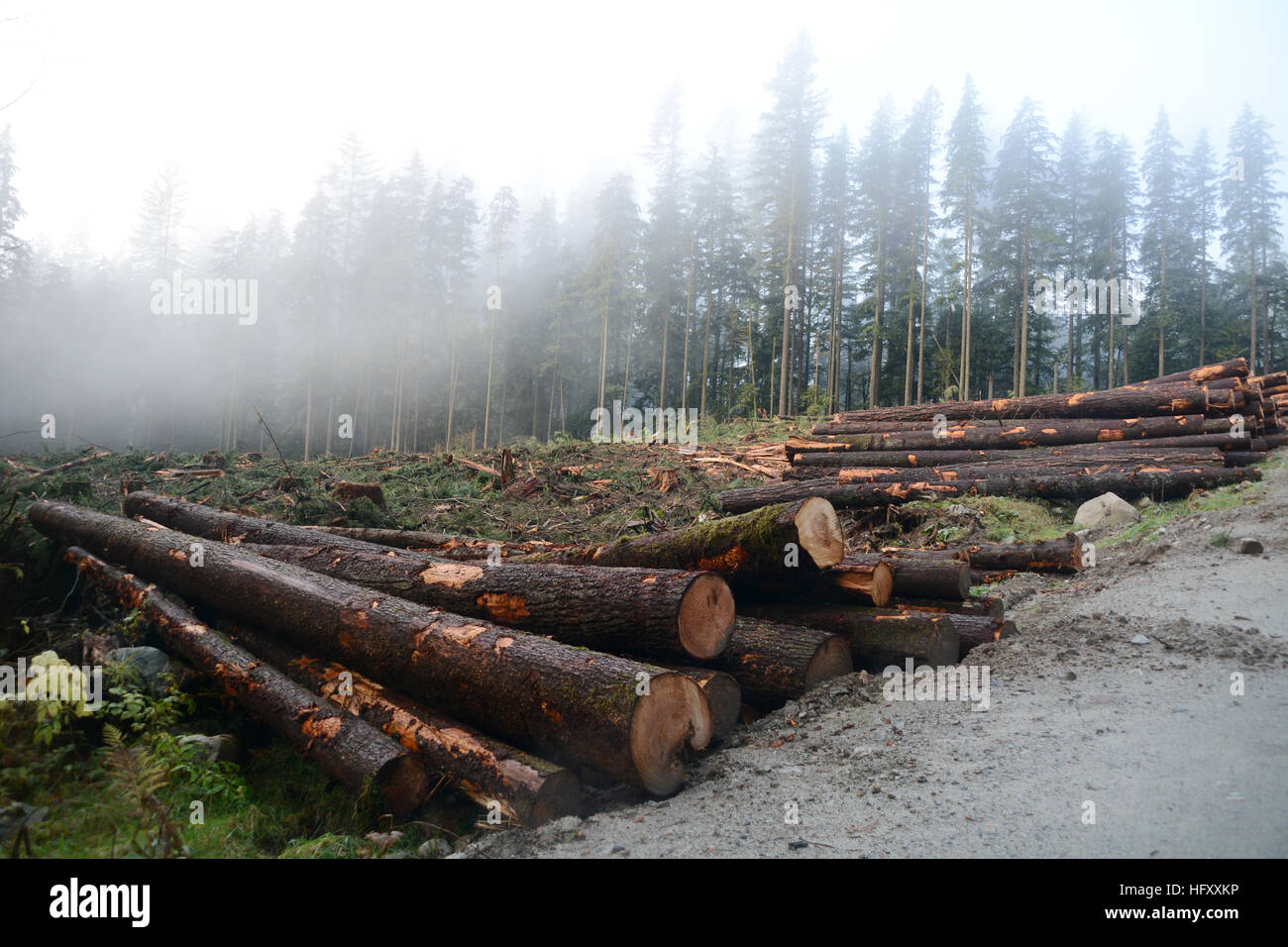 Ein Baumstämme-Haufen an einem Clearcut-Standort auf einer Holzfällerstraße in den Coast Mountains in der Nähe von Mission, British Columbia, Kanada. Stockfoto