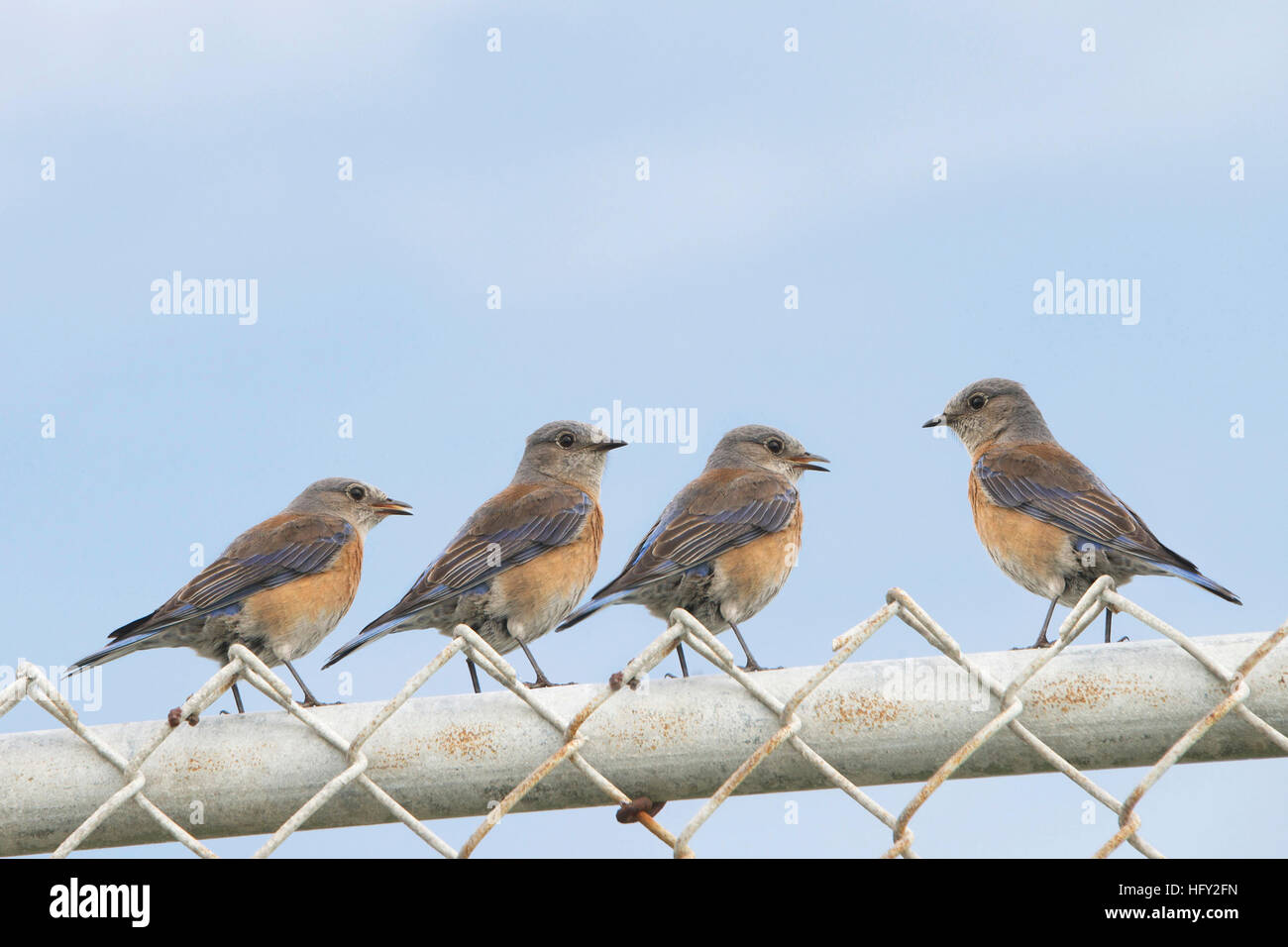 Vier weibliche Ostern Bluebirds (Sialia Sialis) auf ein Maschendrahtzaun mit blauem Himmelshintergrund. Ein Vogel mit Blick auf die anderen drei. Kopieren Sie Raum über. Horizo Stockfoto