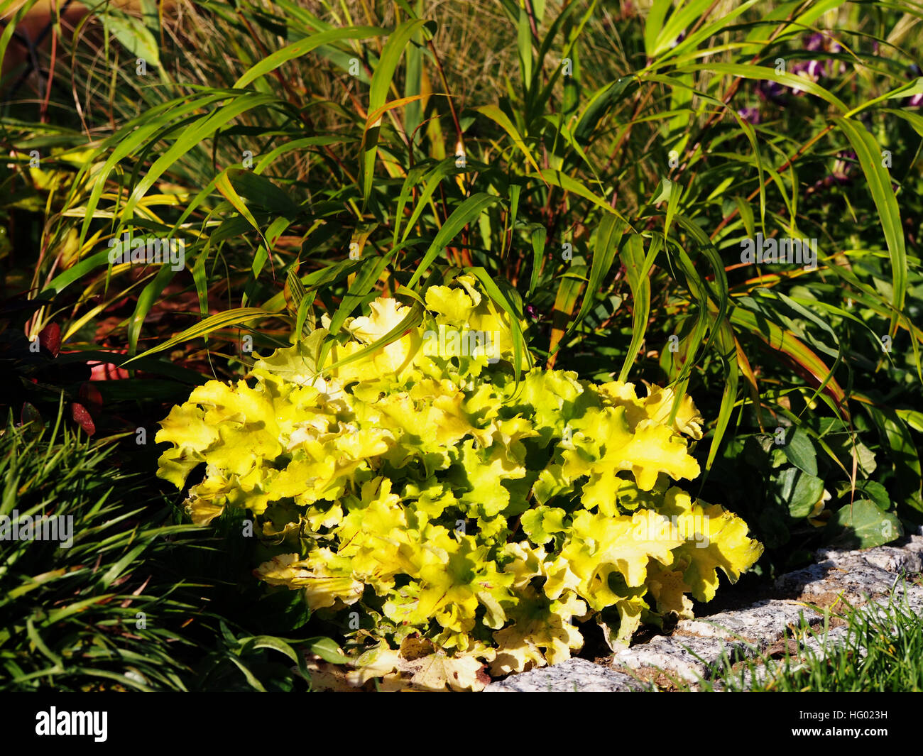 Heuchera (Purpurglöckchen, Alumroot) 'Lime Marmelade"mit Hakonechloa (Hakone Rasen) und Luzula Pilosa 'Igel' Stockfoto